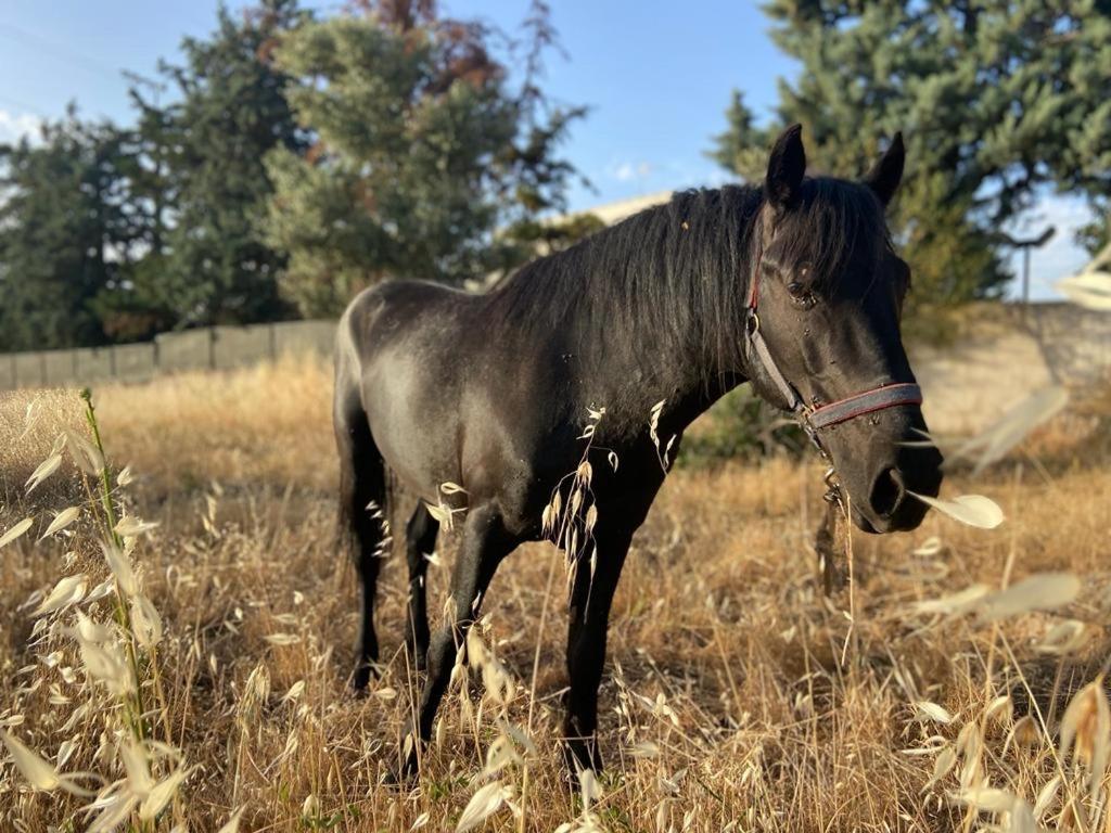 Il Villino di GRAZIO Villa Monopoli Esterno foto