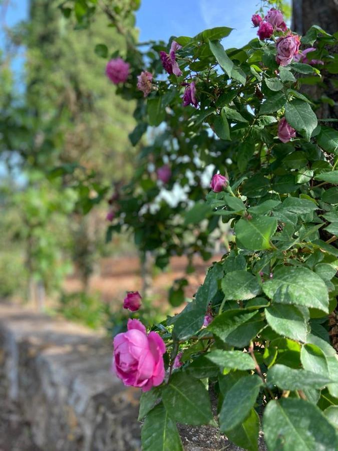 Il Villino di GRAZIO Villa Monopoli Esterno foto